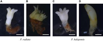 The Chemical Environment at Maturation Stage in Pinus spp. Somatic Embryogenesis: Implications in the Polyamine Profile of Somatic Embryos and Morphological Characteristics of the Developed Plantlets